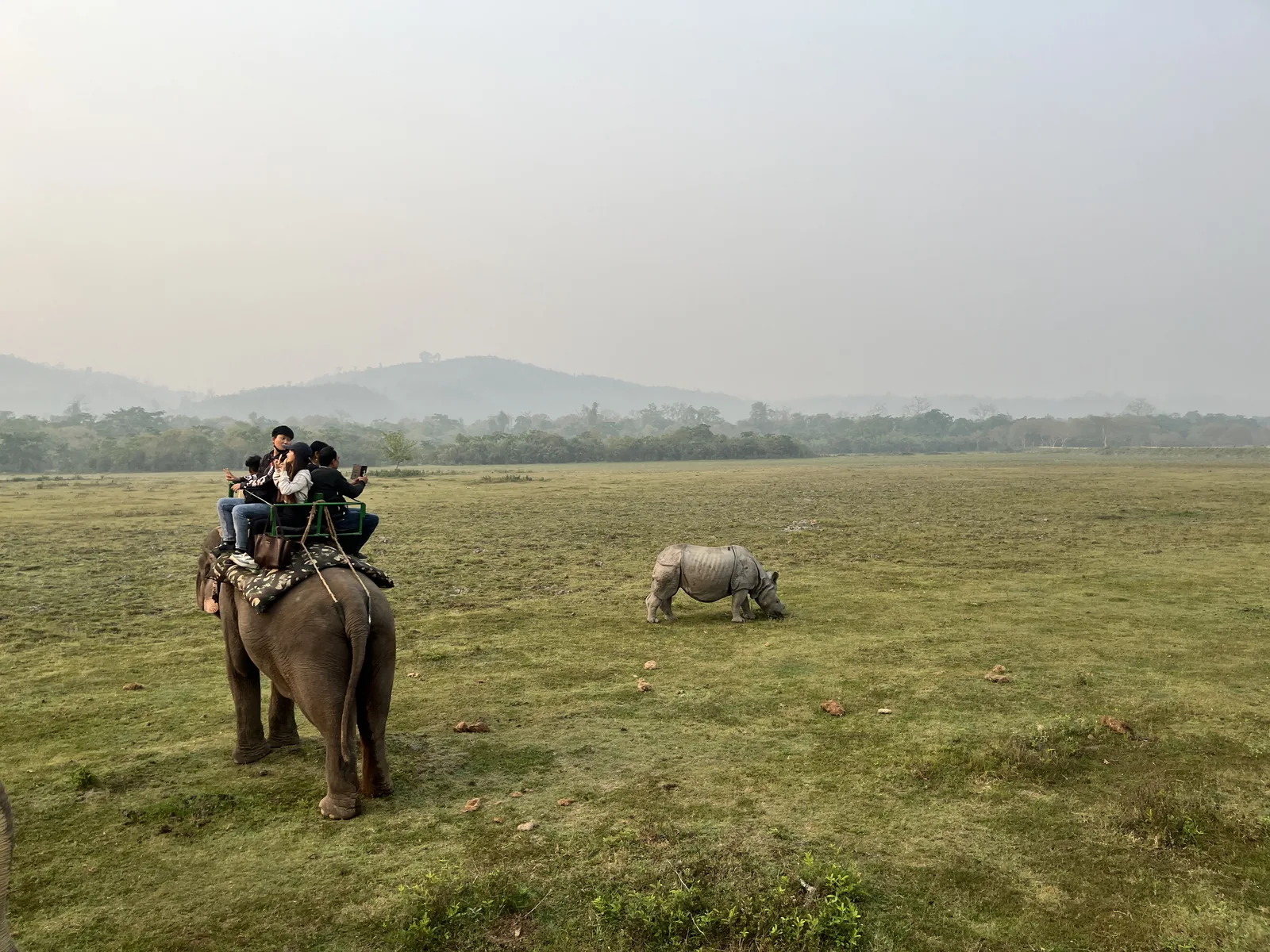 Tourists on an elephant safari watching a one-horned rhino grazing in Kaziranga's grasslands