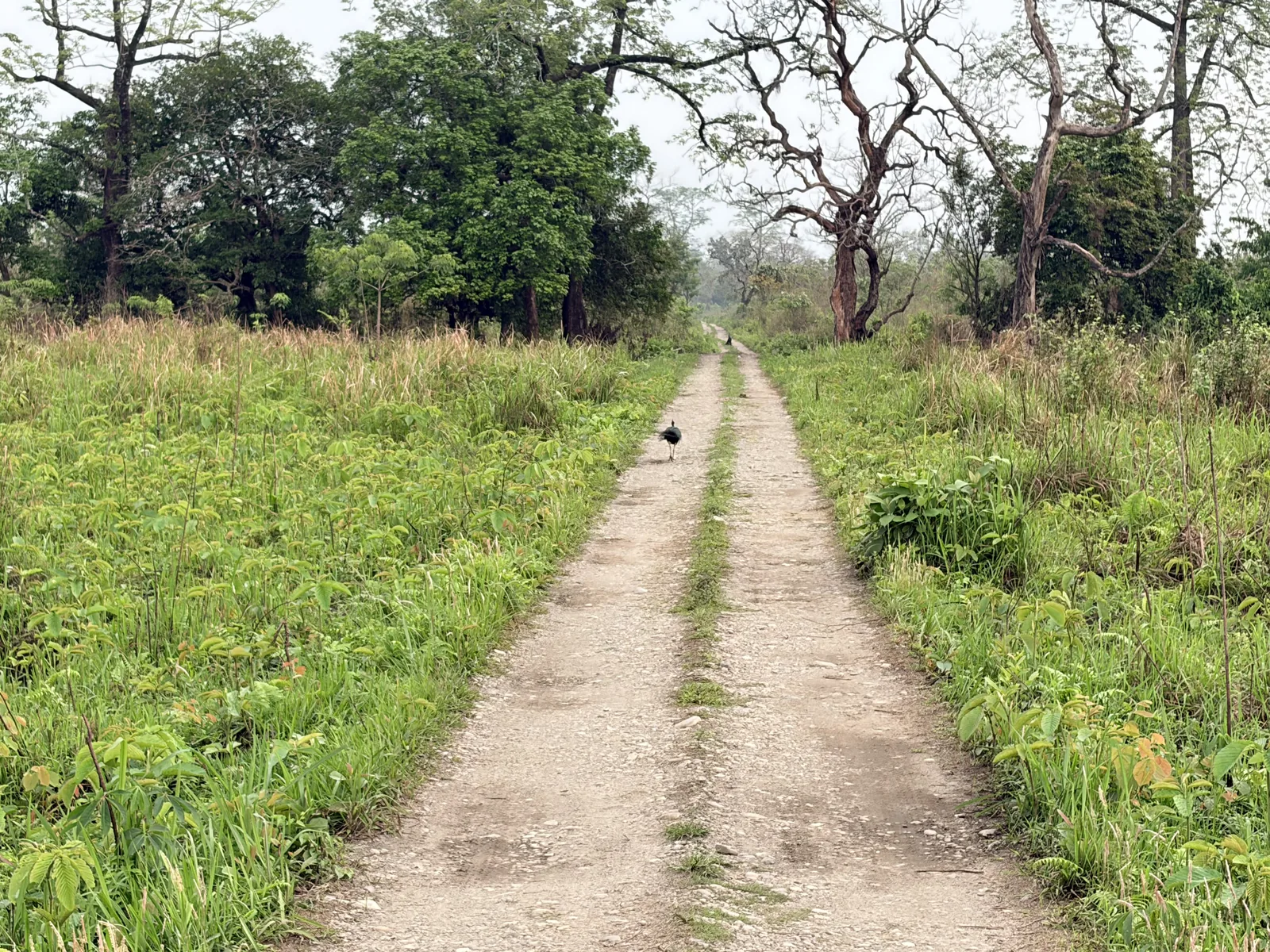 A narrow jungle road through Kaziranga with lush green vegetation on either side