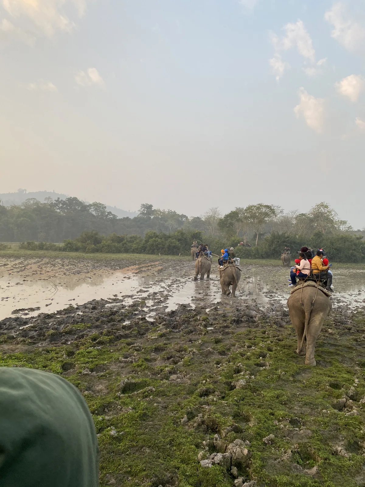 A convoy of elephants carrying tourists through muddy terrain during a jungle safari in Kaziranga