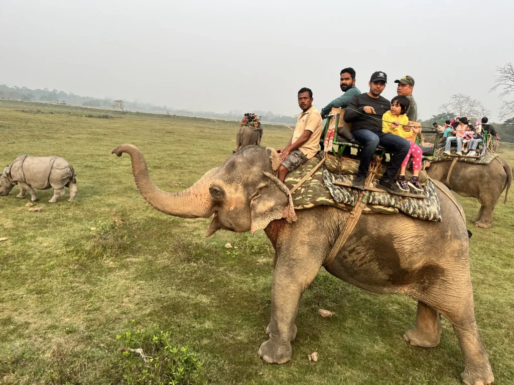 Tourists on an elephant safari watching a one-horned rhino grazing in Kaziranga's grasslands