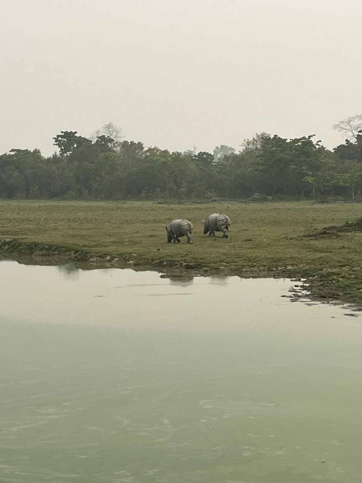 Two one-horned rhinos grazing by a waterhole in the morning mist at Kaziranga National Park